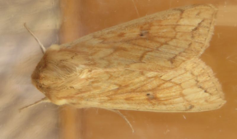 Falena siciliana 2 - Mythimna (Mythimna) vitellina, Noctuidae